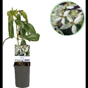 Green boutiQ - Klimplant - Clematis armandii - Bloem Wit - Groenblijvend - Weinig onderhoud - 1 plant Pot 11cm Hoogte 40cm
