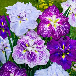 Iris Bloembollen Winterhard - Ensata - 5 stuks - Meerkleurig - Bloem bollen - Meerjarig Mix