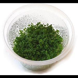 Moerings Hemiantus | Dwergparelkruid | in 100CC vitro cup Waterplant