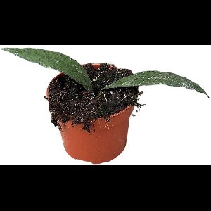 Hoya Clemensiorum Sumatra Kamerplant Potmaat Ø10,5 cm |Vers Van De Kweker