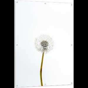 Tuinposter – Paardenbloem op Witte Achtergrond  - 100x150cm Foto op Tuinposter  (wanddecoratie voor buiten en binnen)
