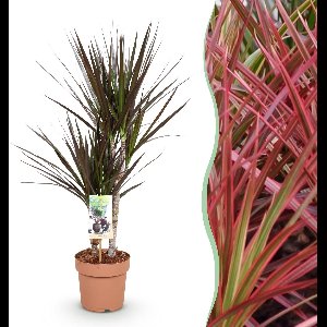 Green BoutiQ - Green is... Kamerplanten - Dracaena Magenta - Drakenbloedboom - Weinig onderhoud - Groen - 1 Plant - Pot 17cm - Hoogte 70-80cm