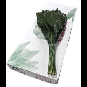 5x Sg aspidistra 40cm