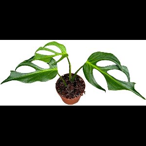 Monstera Burle Marx Flame Kamerplant Potmaat Ø17 cm |Vers Van De Kweker