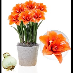 Amaryllis Bol - Celica - Bloembollen - 1 stuk - Oranje - Bloem bollen