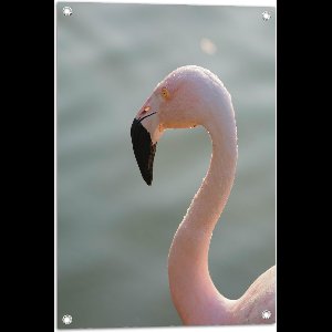 WallClassics - Tuinposter – Gezicht van Roze FLamingo - 50x75 cm Foto op Tuinposter  (wanddecoratie voor buiten en binnen)