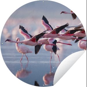 Tuincirkel Flamingo - Vogel - Water - Roze - 60x60 cm - Ronde Tuinposter - Buiten