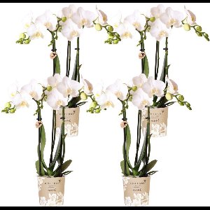 Kolibri Orchids | COMBI DEAL van 4 witte Phalaenopsis orchideeën - Amabilis - potmaat Ø9cm | bloeiende kamerplant - vers van de kweker