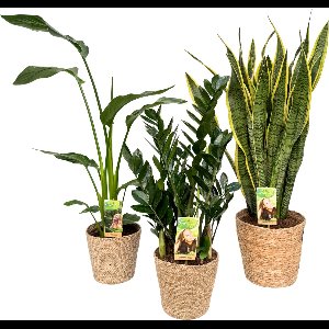 Strelitzia Nicolai p17 & Dracena Lemon Lime p17 & Sansevieria Laurentii p21, with Natural Basket, 80-100cm hoogte, siermand, air purifying, kamerplanten, Inclusief mand, easy to care for, echte planten, geweldig cadeau-idee, great gift idea