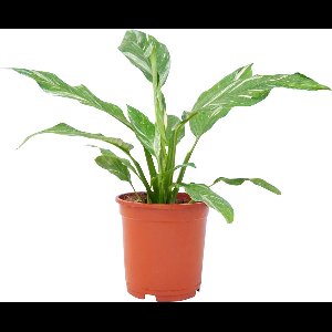 PLNTS - Spathiphyllum Diamond Variegata (Lepelplant) - Kamerplant - Kweekpot 14 cm - Hoogte 30 cm