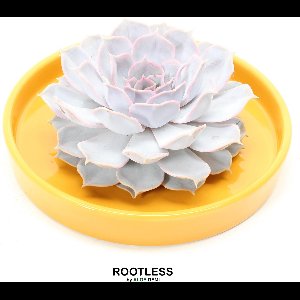 ROOTLESS Echeveria wit – vetplant - okergeel pot 20 cm - ZERO water