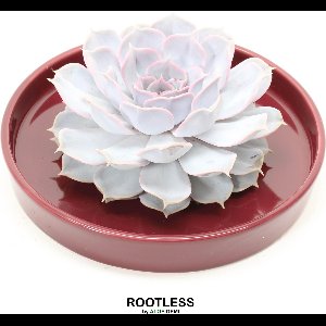 ROOTLESS Echeveria wit – vetplant - bordeaux rood pot 20 cm - ZERO water