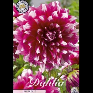 Dutch Finest Quality bloembollen - Dahlia Deco. Yarra Falls x 1 I .s bloembol / knol / stronk - kleur paars lila - hoogte 100 cm