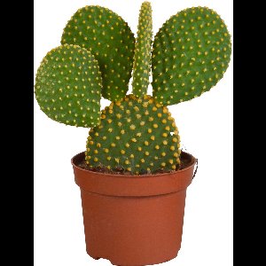 Cactus Mickey Mouse - Opuntia Microdasys hoogte 12cm potmaat 12cm