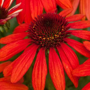 6x Echinacea purpurea 'Red Pearl' Pot 9x9cm - Prachtige rode zonnehoed plant
