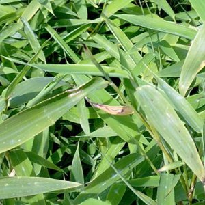 2 x Fargesia Murieliae - Japanse bamboe 80-100 cm in Pot - 2 stuks voor Een Lopende Meter Bamboehaag