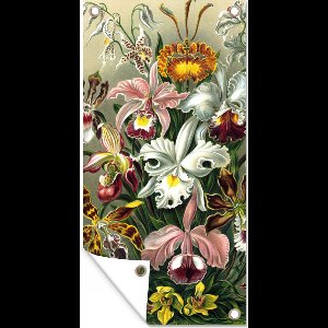 Wanddecoratie buiten Orchidee - Haeckel - Kunst - 80x160 cm - Tuindoek - Buitenposter Wanddecoratie buiten Orchidee - Haeckel - Kunst - 80x160 cm