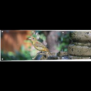 WallClassics - Tuinposter – Gele Tangare Vogel bij een Fontein - 150x50 cm Foto op Tuinposter  (wanddecoratie voor buiten en binnen)