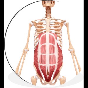 WallCircle - Wandcirkel - Muurcirkel - Een illustratie van de rectus abdominis in het menselijk lichaam - Aluminium - Dibond - ⌀ 30 cm - Binnen en Buiten