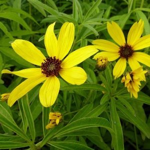 6x Meisjesogen - Coreopsis tripteris - Pot 9x9cm