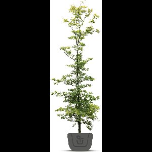 Groene Beuk - Fagus sylvatica | Stamomtrek: 12-14 cm
