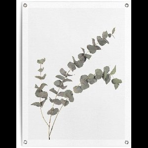 Tuinposter Eucalyptus - 80 x 60 - Canvas - REINDERS