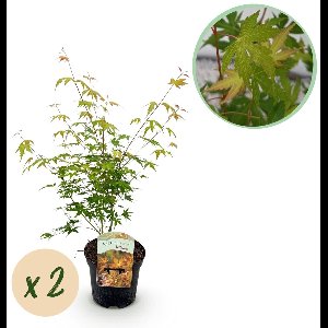 Green boutiQ - Terrasplant - Japanse Esdoorn - Acer palmatum Katsura - Oranje - 2 Planten - Bladverliezend - Pot 19cm Hoogte 70cm