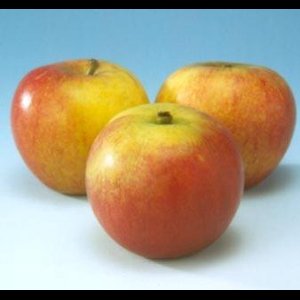 Appelboom - Malus domestica Cox's orange Pippin T12 | Hoogstam