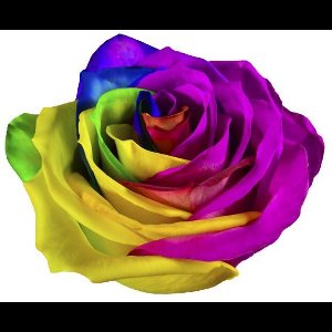 25x Rosa mondial rainbow 60cm