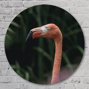 Muurcirkel ⌀ 60 cm - Flamingo - Aluminium Dibond - Dieren - Rond Schilderij - Wandcirkel - Wanddecoratie