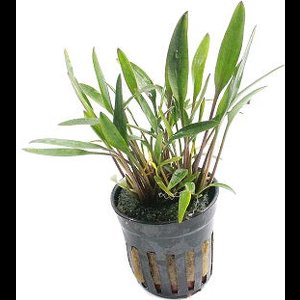 Moerings Cryptocoryne Nevellii in 5 cm pot