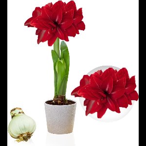 Amaryllis Bol - Double Dark Red - Bloembollen - 1 stuk - Rood - Bloem bollen