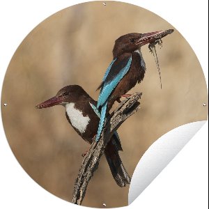 Tuincirkel Twee roofvogels op dezelfde tak - 150x150 cm - Ronde Tuinposter - Buiten