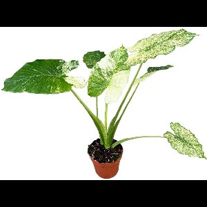 Alocasia Gageana Variegata Kamerplant Potmaat Ø17 cm |Vers Van De Kweker