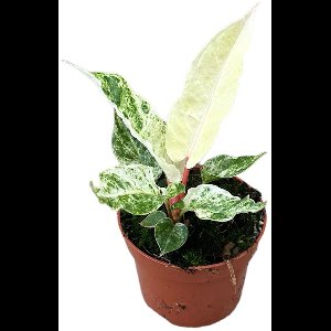 Anthurium Bonplandii Variegata Kamerplant Potmaat Ø10,5 cm |Vers Van De Kweker