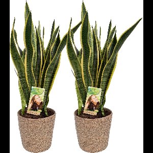 2 x Sansevieria Laurentii with Natural Basket, pot maat Ø17, 60-70cm hoogte, siermand, air purifying, luchtzuiverend, geweldig cadeau idee, snake plant, kamerplanten, easy to care for
