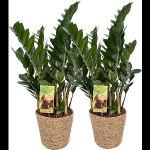 2 x Zamioculcas Zamiifolia with Natural Basket, ZZ-plant, Inclusief mand, pot maat Ø17, 60-70cm hoogte, air purifying, kamerplanten, easy to care for , echte planten