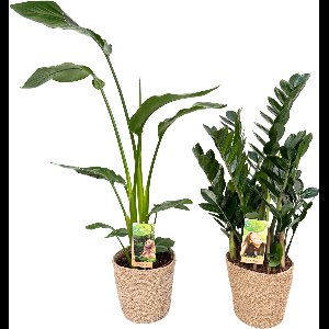 Strelitzia Nicolai & Zamioculcas Zamiifolia with Natural Basket, ZZ Plant, pot maat Ø17, 80-90cm hoogte, siermand, air purifying, kamerplanten, Inclusief mand, easy to care for, echte planten, geweldig cadeau-idee, great gift idea