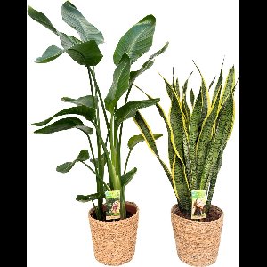 Strelitzia Nicolai & Sansevieria Laurentii with Natural Basket, pot maat Ø21, 80-120cm hoogte, siermand, air purifying, kamerplanten, Inclusief mand, easy to care for, echte planten, geweldig cadeau-idee, great gift idea