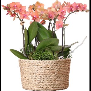 Kolibri Orchids | oranje plantenset in Reed Basket incl. waterreservoir | drie oranje orchideeën Bolzano 9cm en drie groene planten Rhipsalis | Jungle Bouquet oranje met zelfvoorzienend waterreservoir
