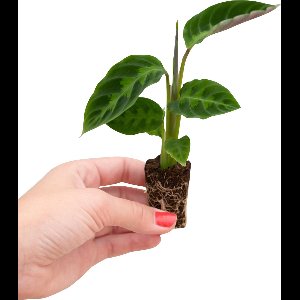 PLNTS - Baby Calathea Warscewiczii (Gebedsplant) - Kamerplant - Stekplantje 2 cm - Hoogte 12 cm