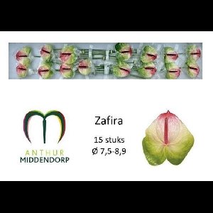 15x Anthurium zafira