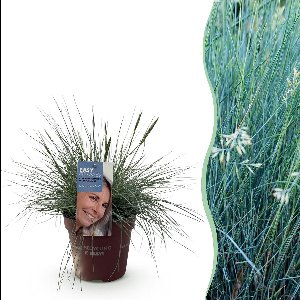 Green boutiQ - Siergrassen - Festuca glauca Intense Blue - Blauw - 1 Plant - Groenblijvend - Winterhard - Pot 17cm Hoogte 50cm