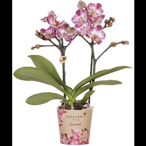 Kolibri Orchids | Roze paarse phalaenopsis orchidee | Bora Bora | bloeiende kamerplant