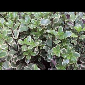 Pittosporum ten. 'Elizabeth' - Australische Laurier 30- 40 cm in pot