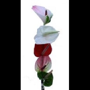 10x Anthurium mix var. 10cm