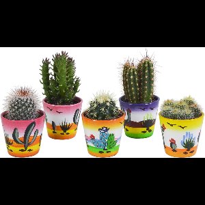 Cactus mix 5.5 cm in Mexicaanse pot | 5 stuks