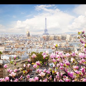 Kersenbloesem in bloei voor de skyline van Parijs - Fotobehang (in banen) - 450 x 260 cm