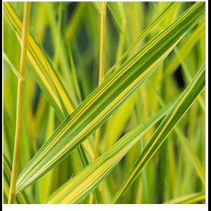 Moerings Phragmites Australis Variegata | Bont Riet | In 9CM pot