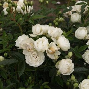Rosa 'Snövit' - Witte Rozen voor in de Tuin